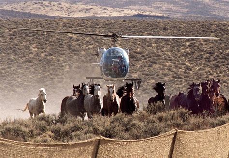US judge clears way for Nevada mustang roundup to continue despite deaths of 31 wild horses
